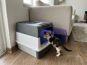 How to Litter Box Train a Kitten
