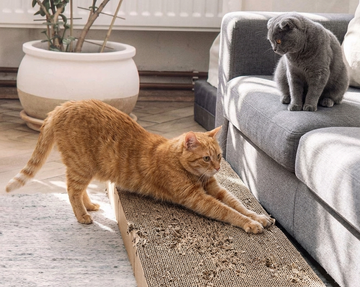 How to Get Your Cat to Use a Scratching Post