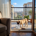 Stainless Steel Pet Water Fountain White Pug